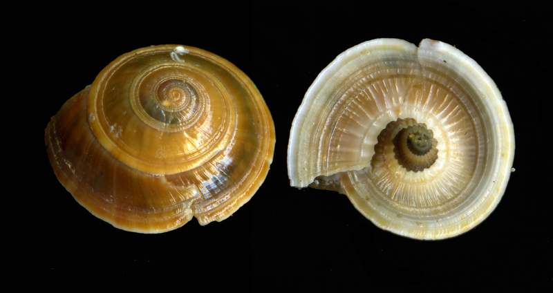 ARCHITECTONICIDAE da fondi LT.